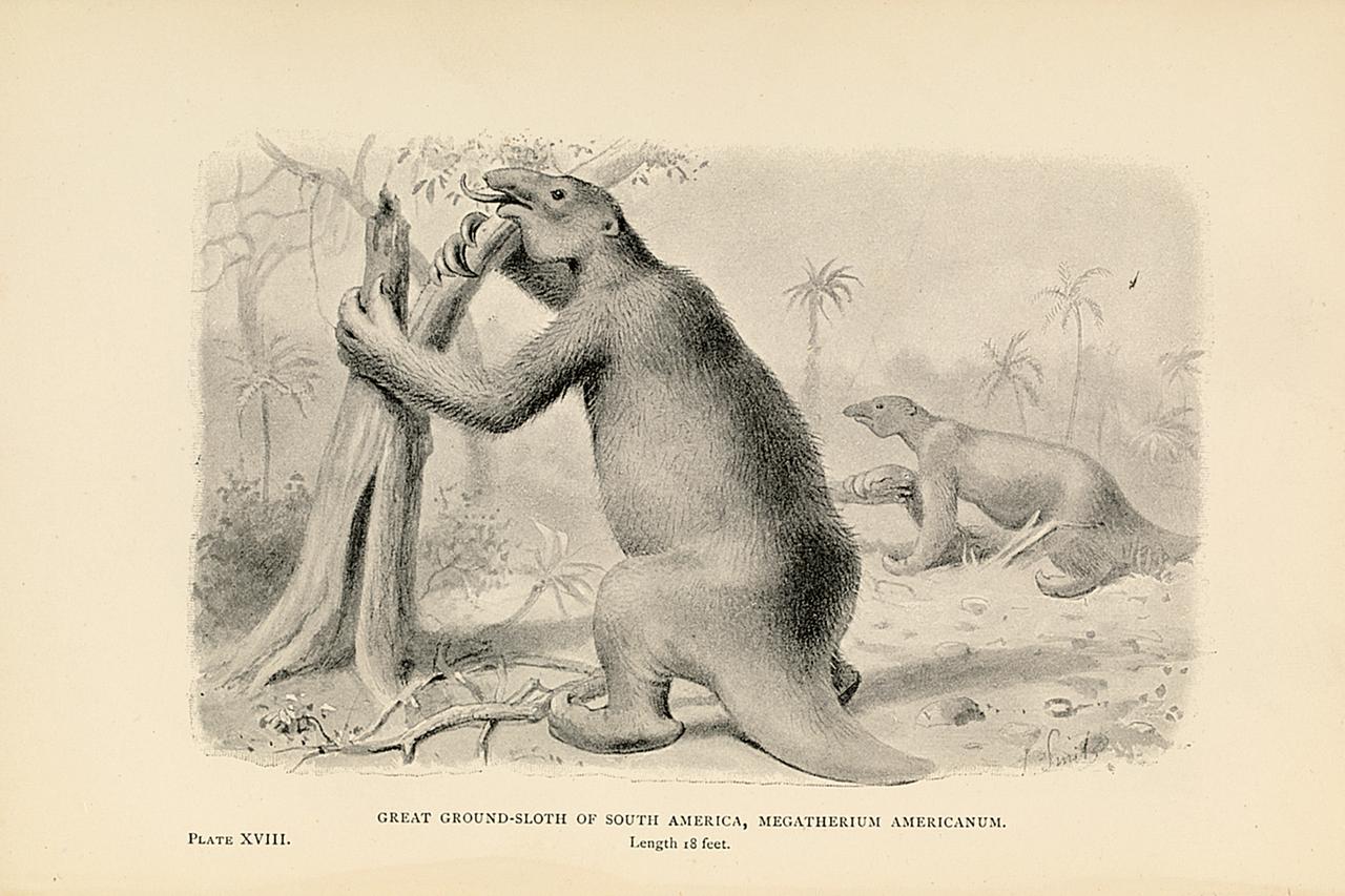 Historische Illustration eines Riesenfaultiers. Historische Illustration eines Riesenfaultiers.