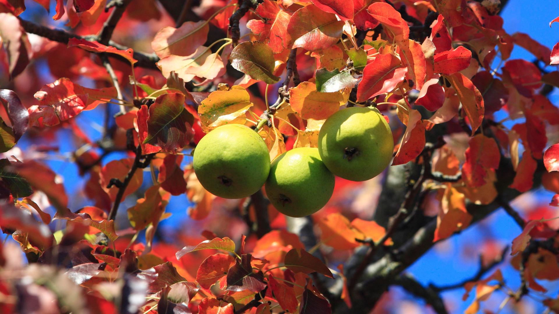 Unter einem Birnbaum wird eine verweste Leiche in französischer Uniform gefunden - die Hradscheks sind entlastet. Zu sehen: Ein herbstlich gefärbter Birnbaum mit drei Birnen. Unter einem Birnbaum wird eine verweste Leiche in französischer Uniform gefunden - die Hradscheks sind entlastet. Zu sehen: Ein herbstlich gefärbter Birnbaum mit drei Birnen.