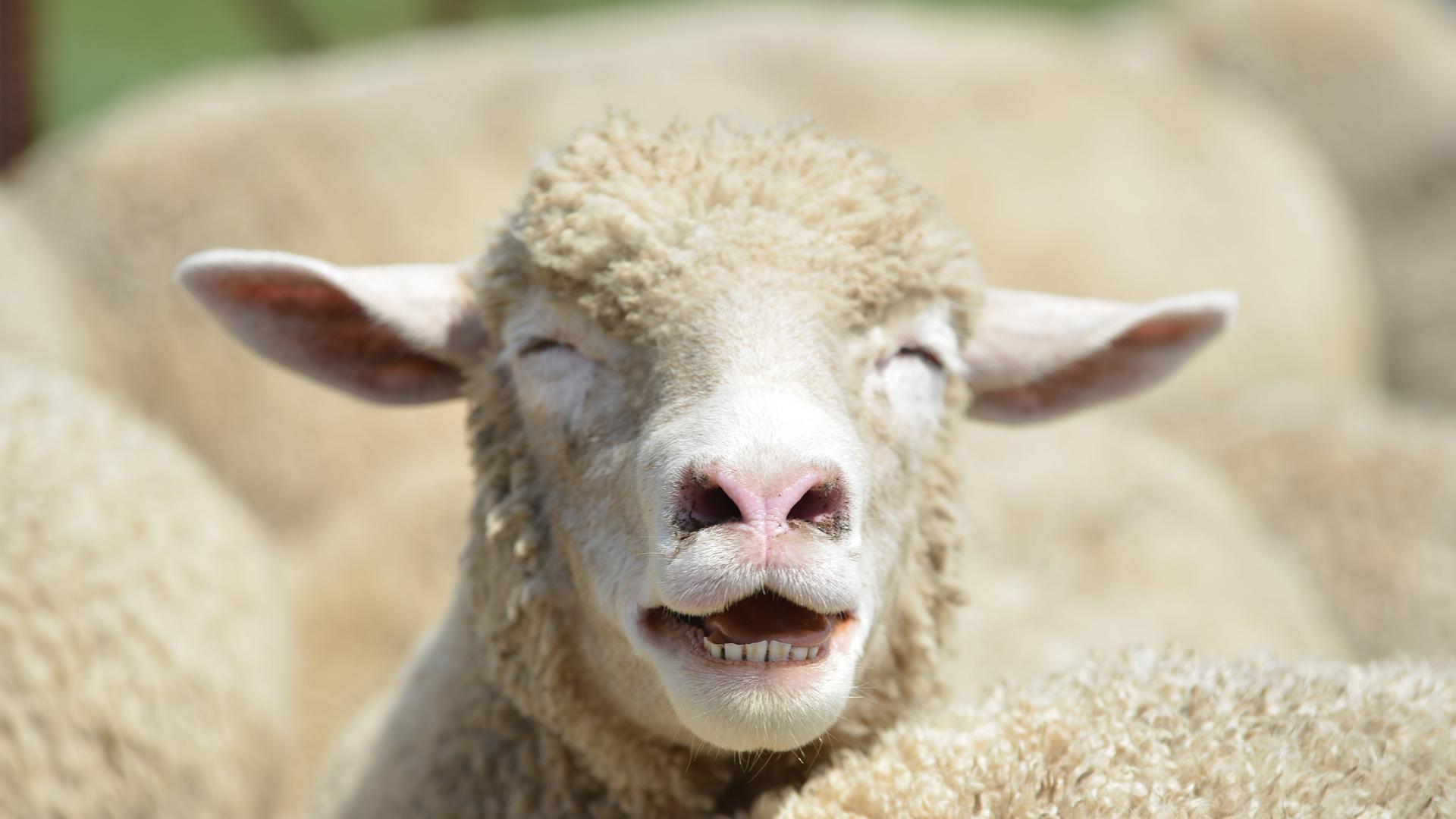Ein Schaf inmitten einer Herde hebt den Kopf und blökt. Es wirkt so, als würde es lachen.