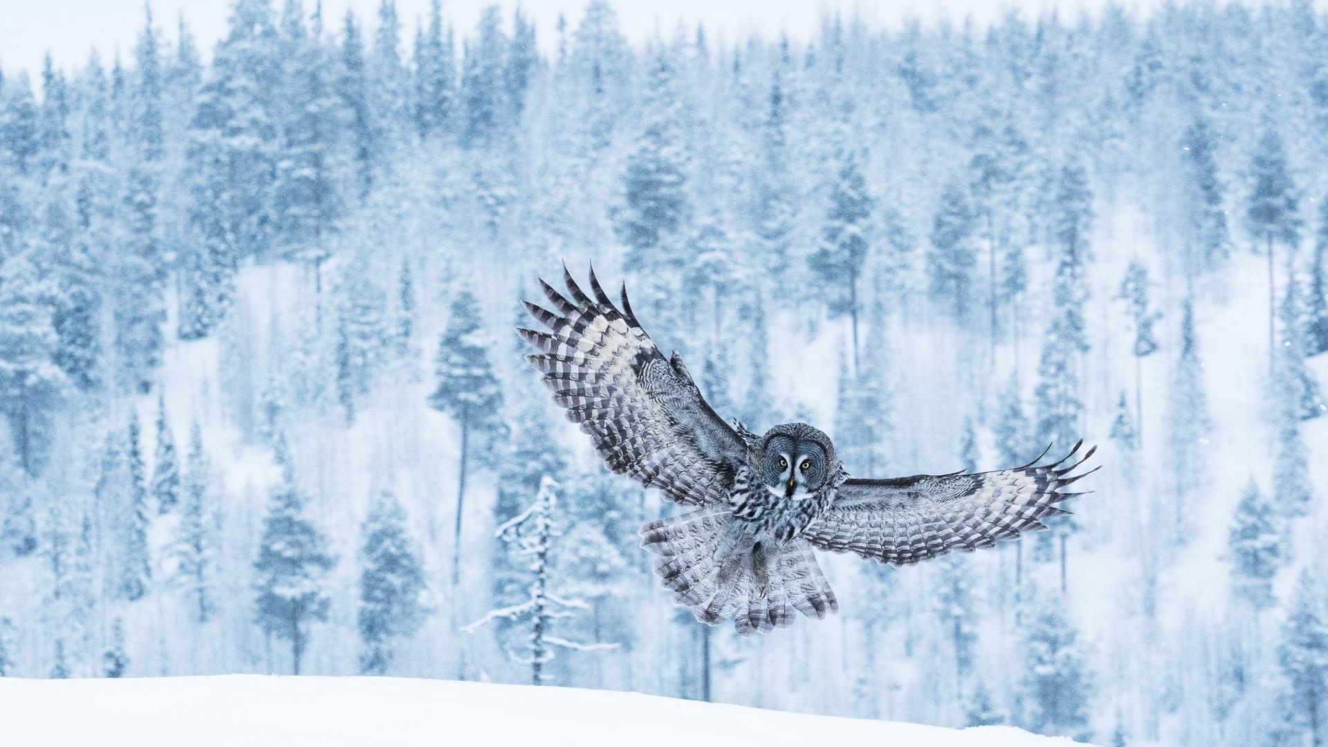 Eine grosse graue Eule fliegt über die winterliche Taiga Landschaft bei Kuusamo im finnischen Lappland. Eine grosse graue Eule fliegt über die winterliche Taiga Landschaft bei Kuusamo im finnischen Lappland.