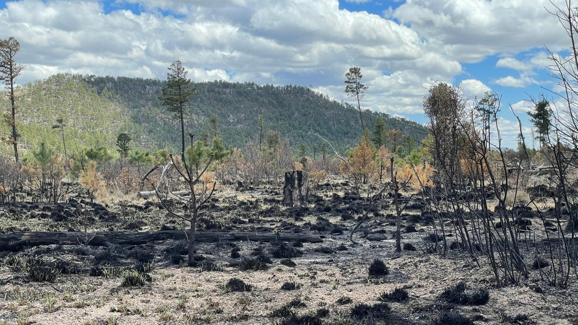 Illegale Abholzung in der Sierra Tarahumara im Norden Mexikos.