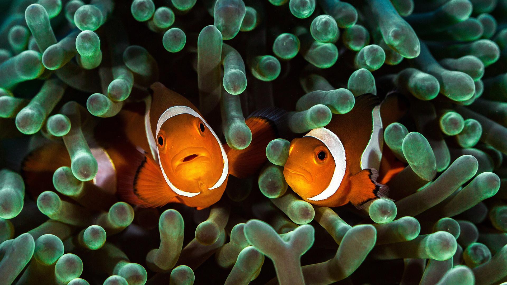 Zu sehen: Zwei Clown-Fische schauen in die Kamera. Zu sehen: Zwei Clown-Fische schauen in die Kamera.