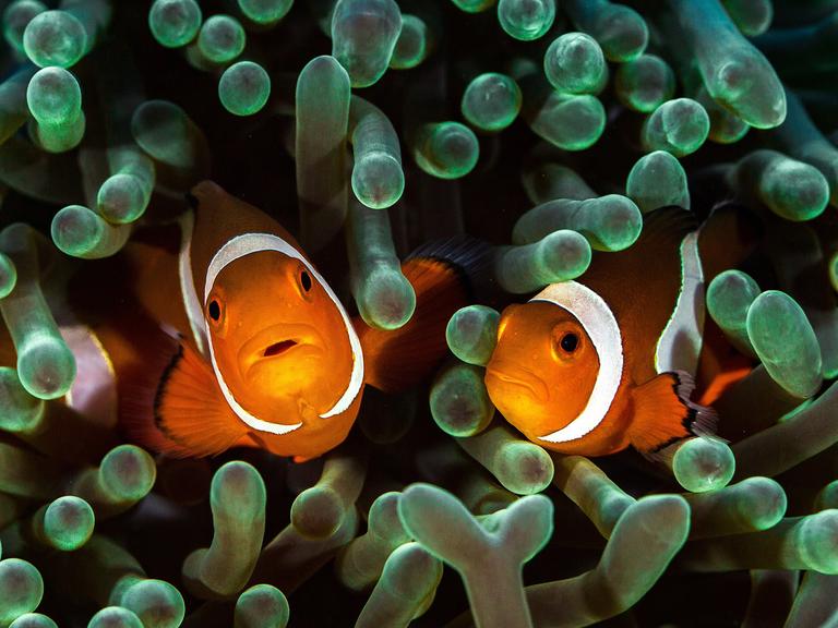 Zu sehen: Zwei Clown-Fische schauen in die Kamera.