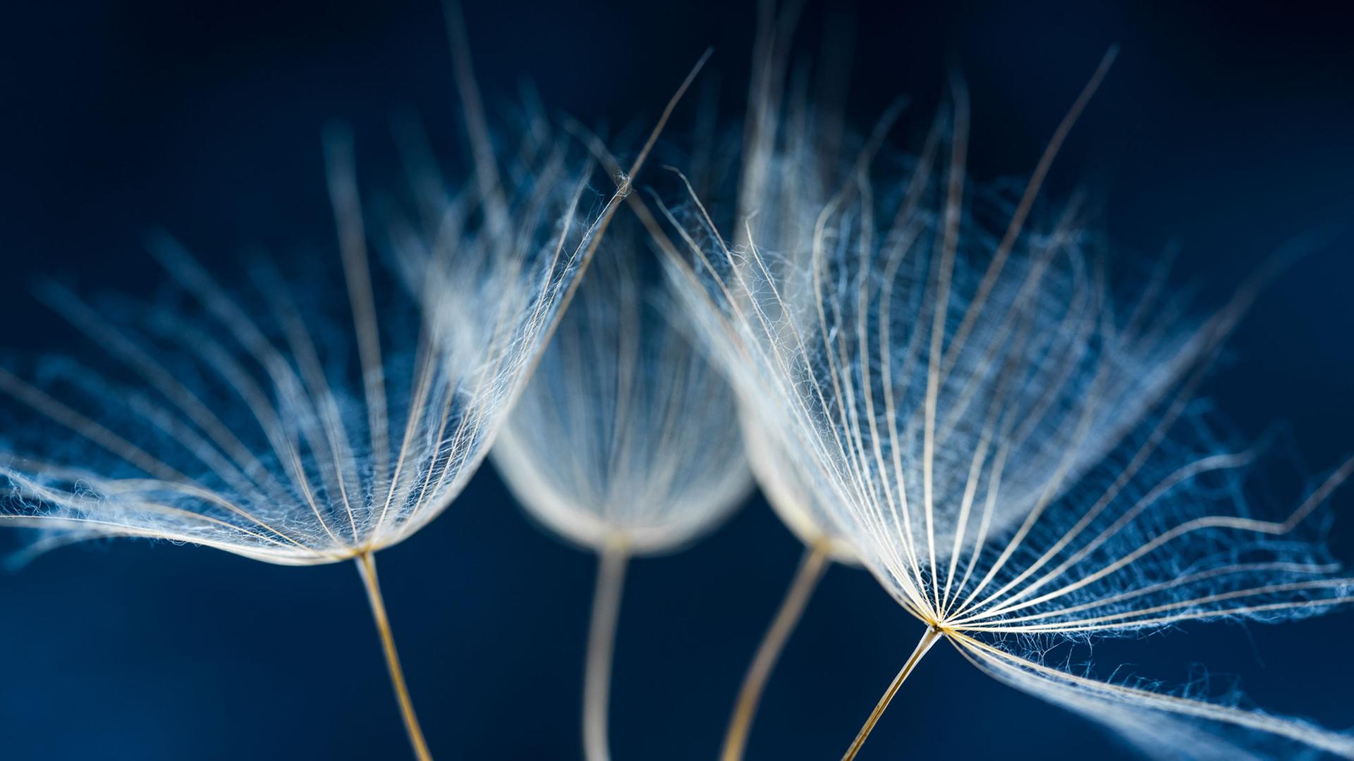 Wildblumenblues - Siedlungswahn und Artenschwund im ländlichen Raum. Zu sehen: Blauer Löwenzahn gegen weißen Hintergrund. Wildblumenblues - Siedlungswahn und Artenschwund im ländlichen Raum. Zu sehen: Blauer Löwenzahn gegen weißen Hintergrund.