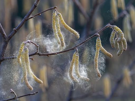 Staubiger Pollenflug von Haselnuss im Februar.