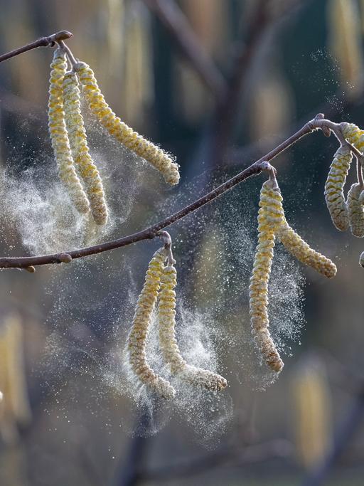 Staubiger Pollenflug von Haselnuss im Februar.