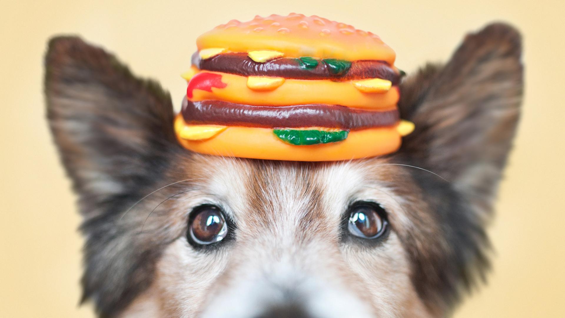 Ein Hund am unteren Bildrand vor gelbem Hintergrund. Auf seinem Kopf balanciert er einen Spielzeugburger aus Gummi. Ein Hund am unteren Bildrand vor gelbem Hintergrund. Auf seinem Kopf balanciert er einen Spielzeugburger aus Gummi.