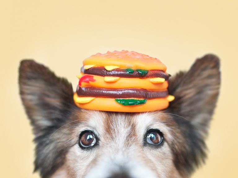 Ein Hund am unteren Bildrand vor gelbem Hintergrund. Auf seinem Kopf balanciert er einen Spielzeugburger aus Gummi.