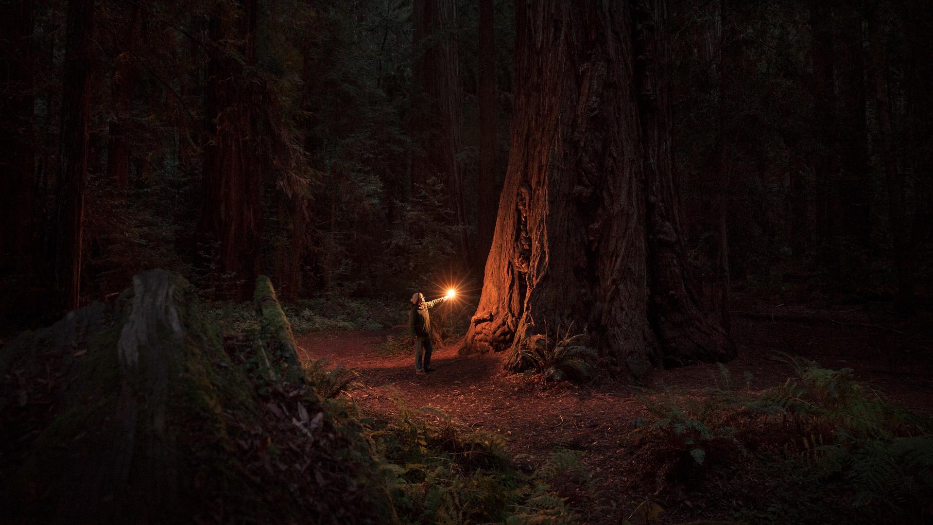 Eine Person steht in einem verwunschen wirkenden Wald vor einem sehr großen alten Baum. Vor sich hält sie ein Licht in die Höhe und schaut nach oben. Eine Person steht in einem verwunschen wirkenden Wald vor einem sehr großen alten Baum. Vor sich hält sie ein Licht in die Höhe und schaut nach oben.
