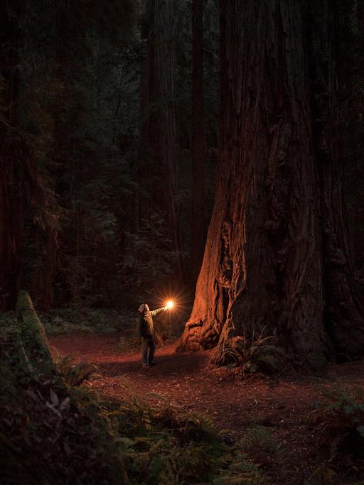Eine Person steht in einem verwunschen wirkenden Wald vor einem sehr großen alten Baum. Vor sich hält sie ein Licht in die Höhe und schaut nach oben.