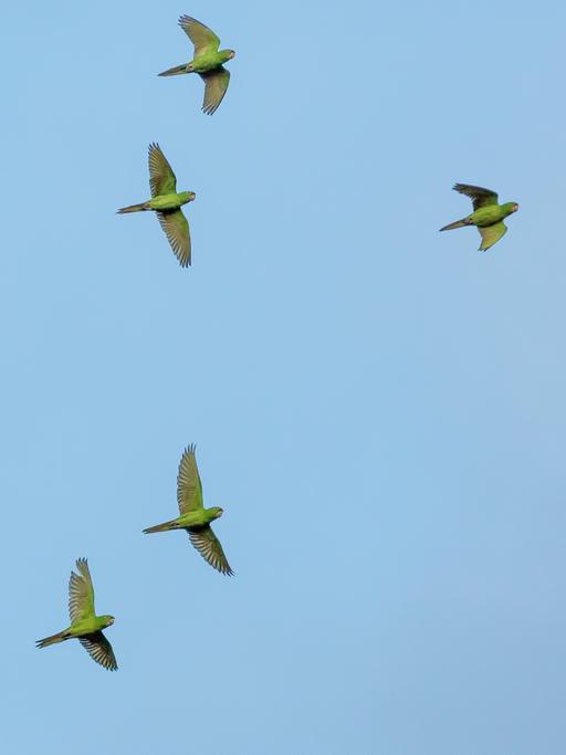 Ein schwarm grüner Papageien vor blauem Himmel.