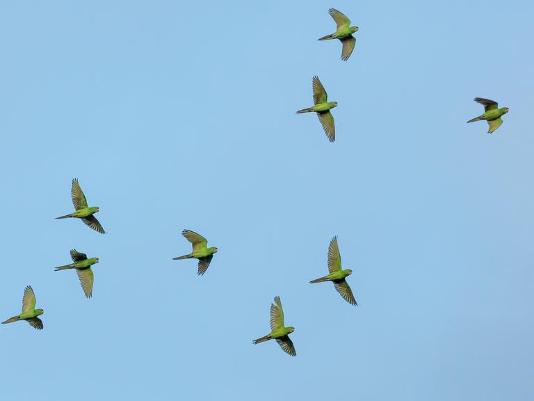 Ein schwarm grüner Papageien vor blauem Himmel.