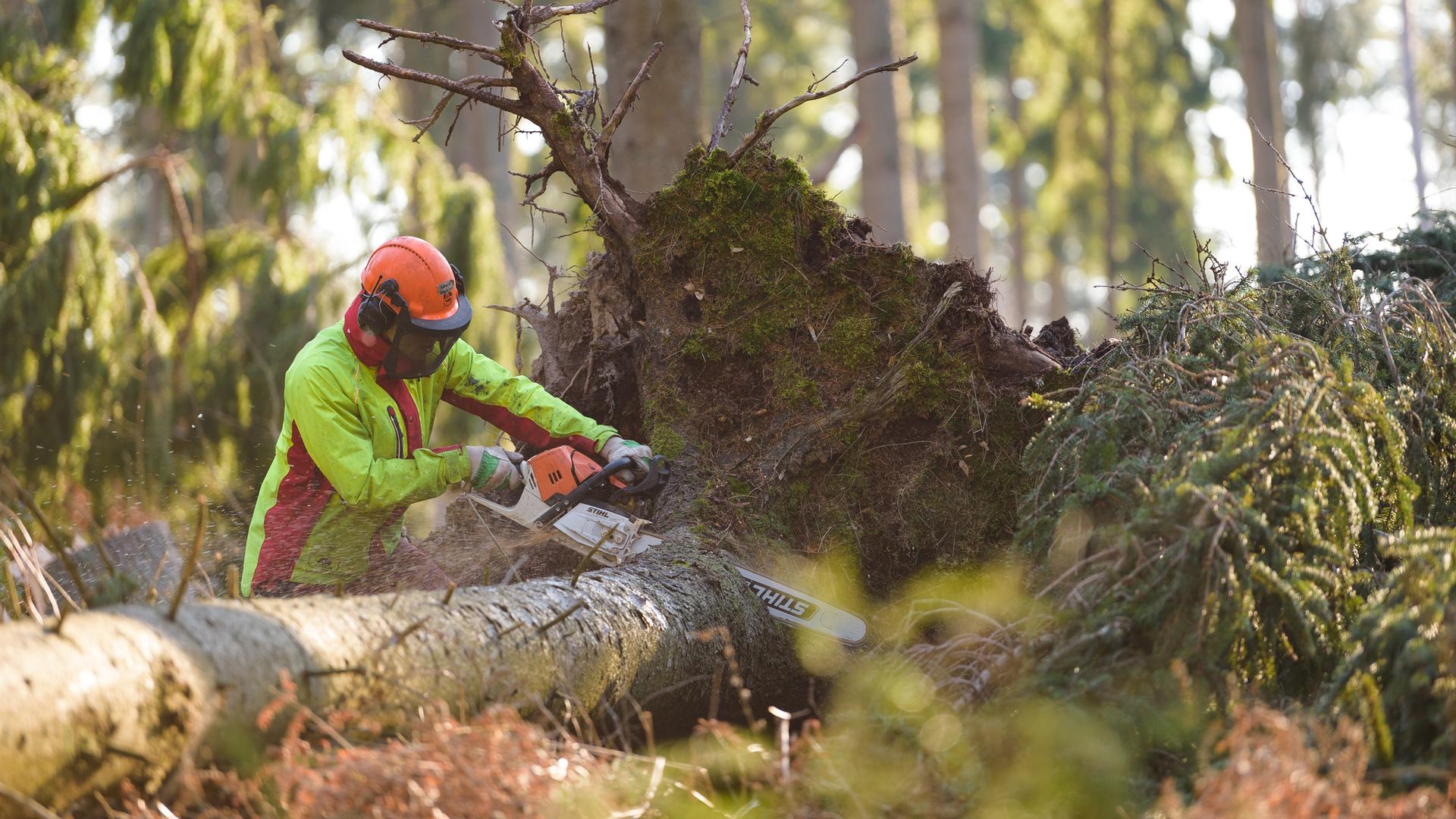 Ein Wald-Arbeiter zersägt eine umgefallenen Baum. Ein Wald-Arbeiter zersägt eine umgefallenen Baum.