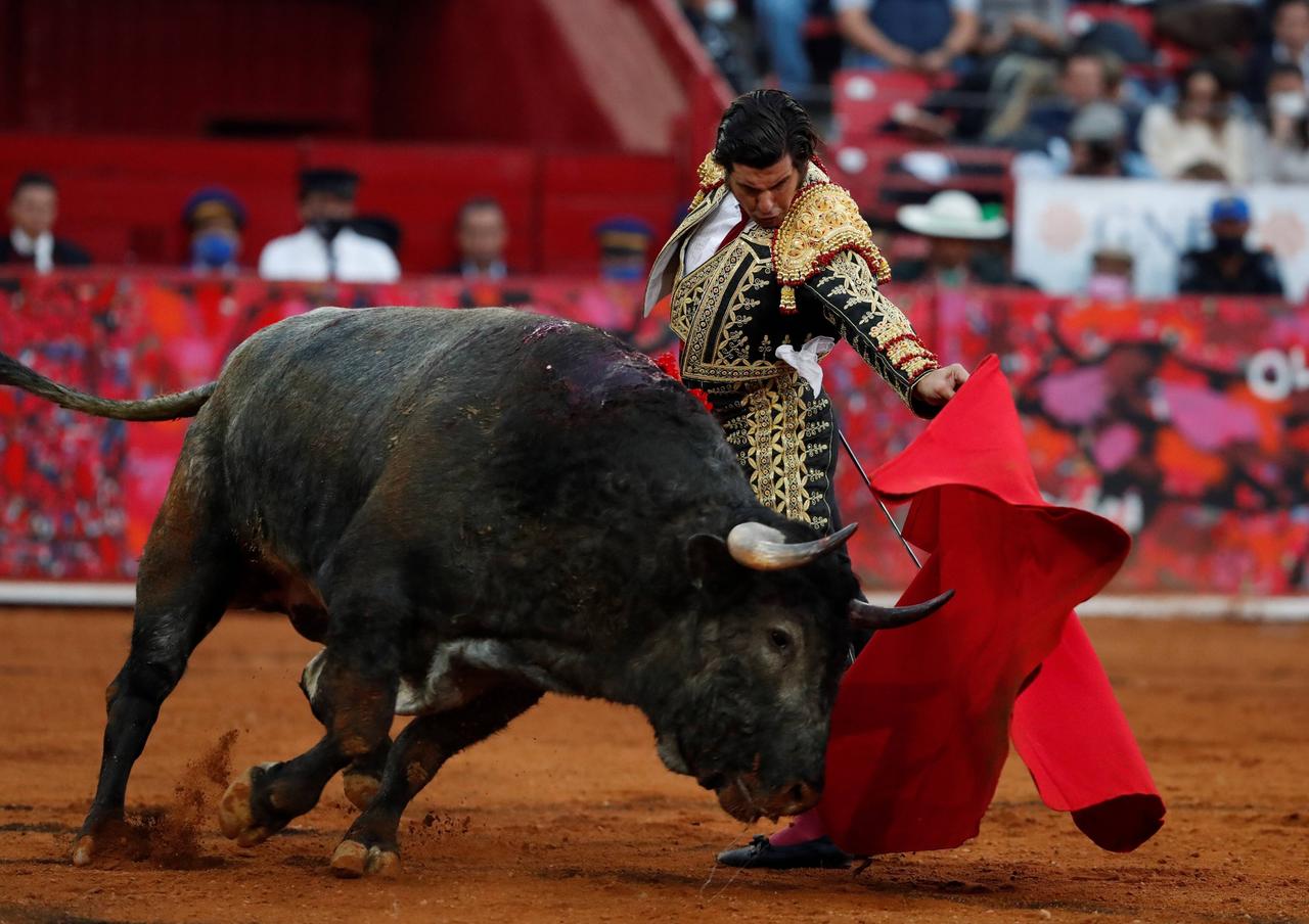 Ein mächtiger schwarzer Bulle attackiert in einer gefüllten Arena das rote Tuch, das ihm der Torero vor den Kopf hält.