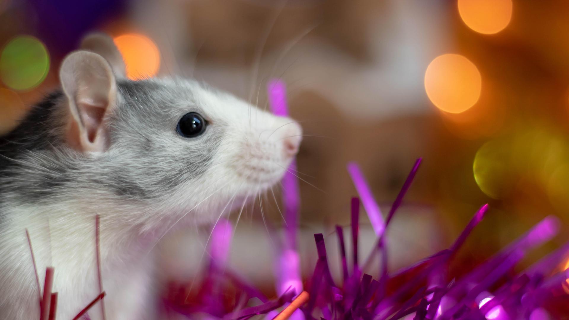 Eine Ratte inmitten bunter Lichter Eine Ratte inmitten bunter Lichter