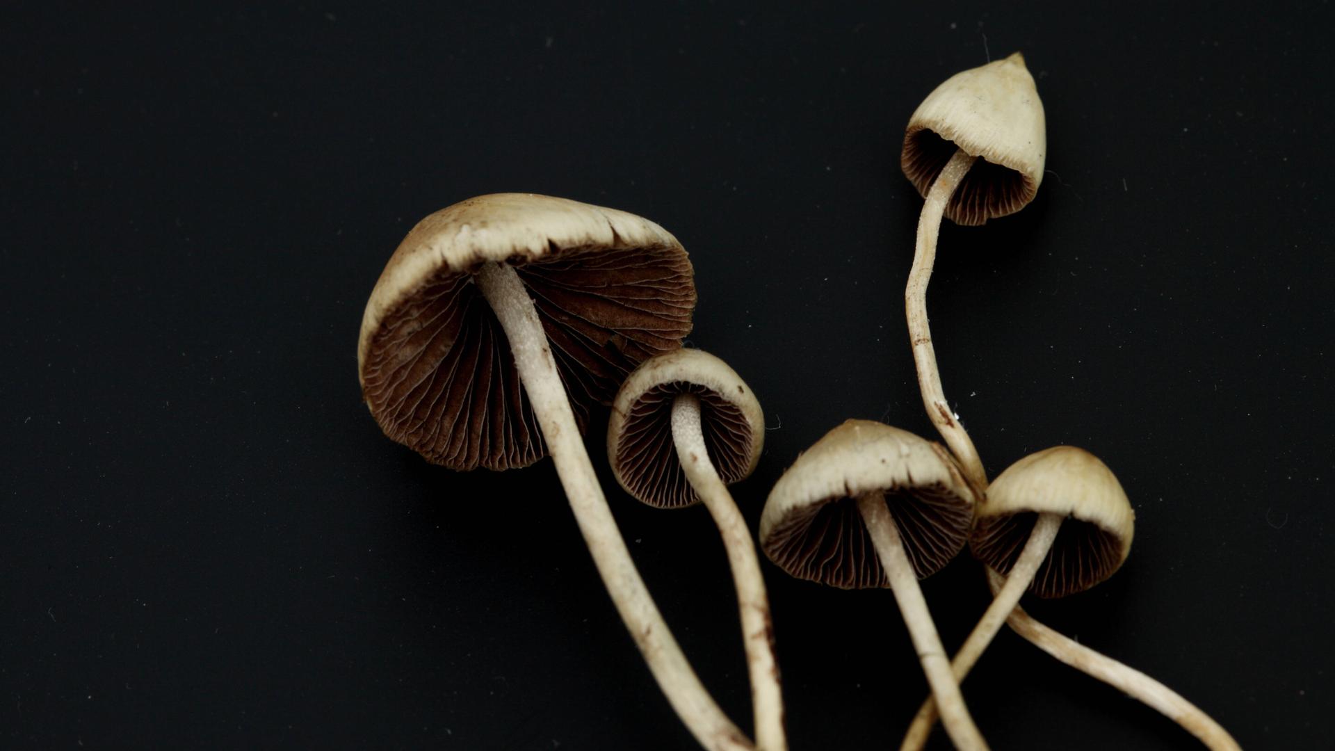 Wie wirkt Psilocybin? - deutschlandfunk.de