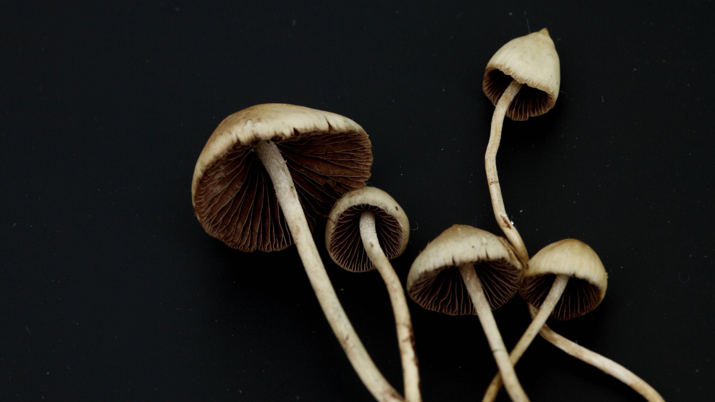 Psilocybe Semilanceata, besser begannt als sogenannte Magic Mushrooms in einer Makro-Aufnahme.
