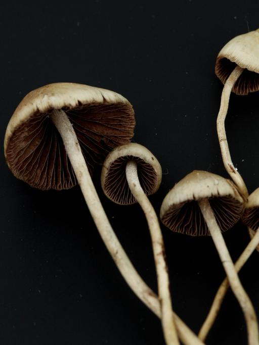 Psilocybe Semilanceata, besser begannt als sogenannte Magic Mushrooms in einer Makro-Aufnahme.

