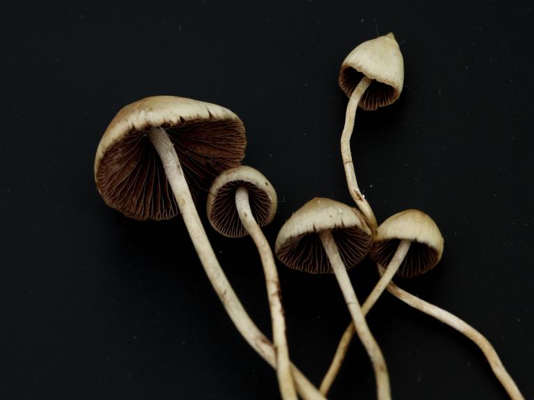 Psilocybe Semilanceata, besser begannt als sogenannte Magic Mushrooms in einer Makro-Aufnahme.

