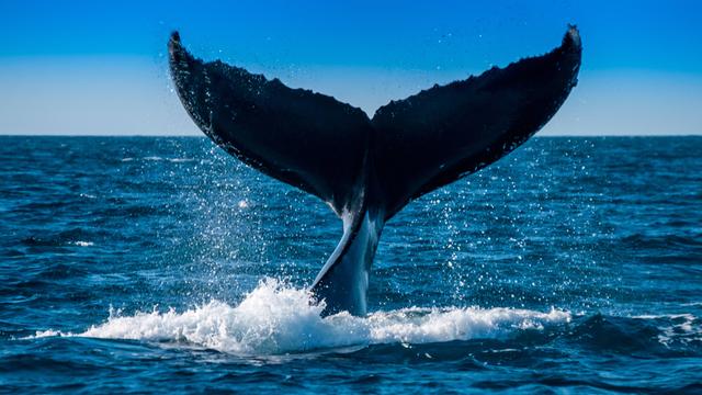 Die Fluke von einem Buckel-Wal ragt aus dem Meer. 