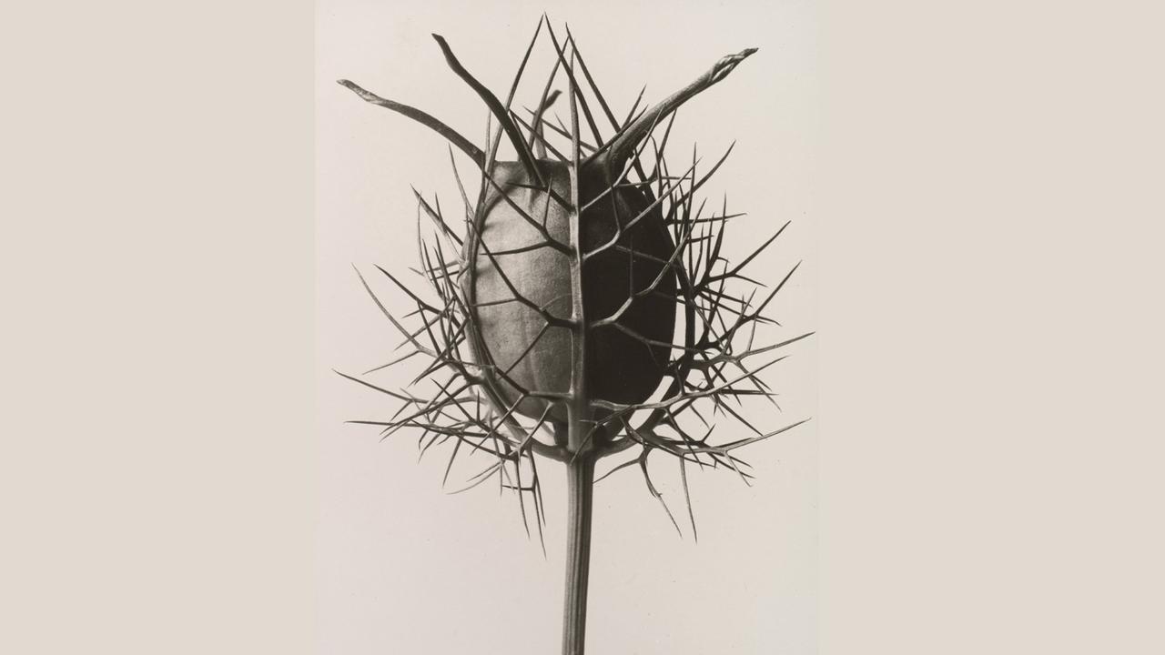 Spinnenkopf (Nigella Damascena), Gelatine-Silberprint ca. 1932, Karl Blossfeldt (1865–1932) Spinnenkopf (Nigella Damascena), Gelatine-Silberprint ca. 1932, Karl Blossfeldt (1865–1932)