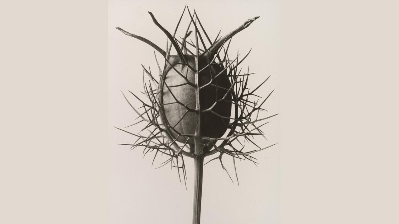 Spider head (Nigella Damascena), gelatin silver print ca. 1932, Karl Blossfeldt (1865–1932) 