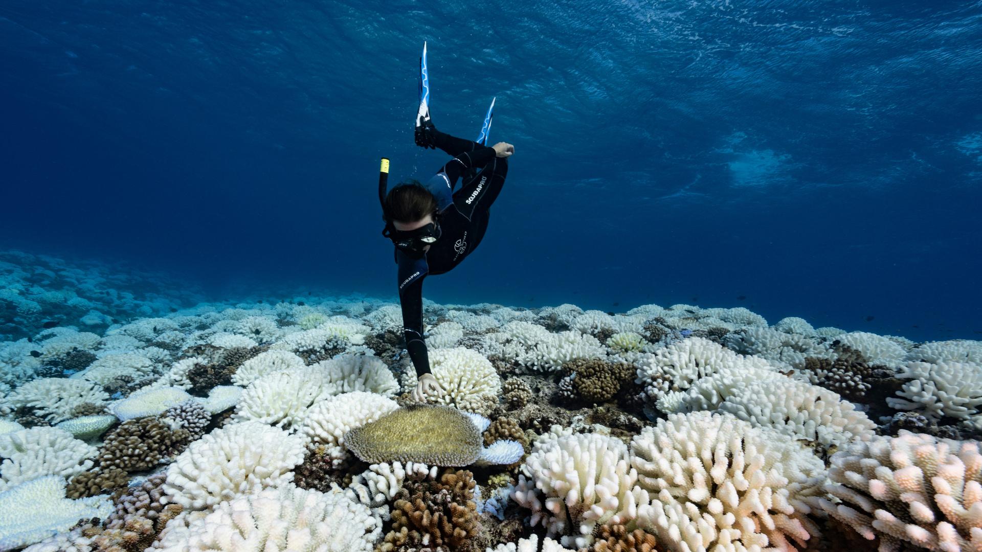 Ein Taucher taucht zu einem Korallenriff hinab, in dem viele der Korallen weiß angelaufen sind.