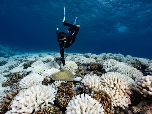 Ein Taucher taucht zu einem Korallenriff hinab, in dem viele der Korallen weiß angelaufen sind.