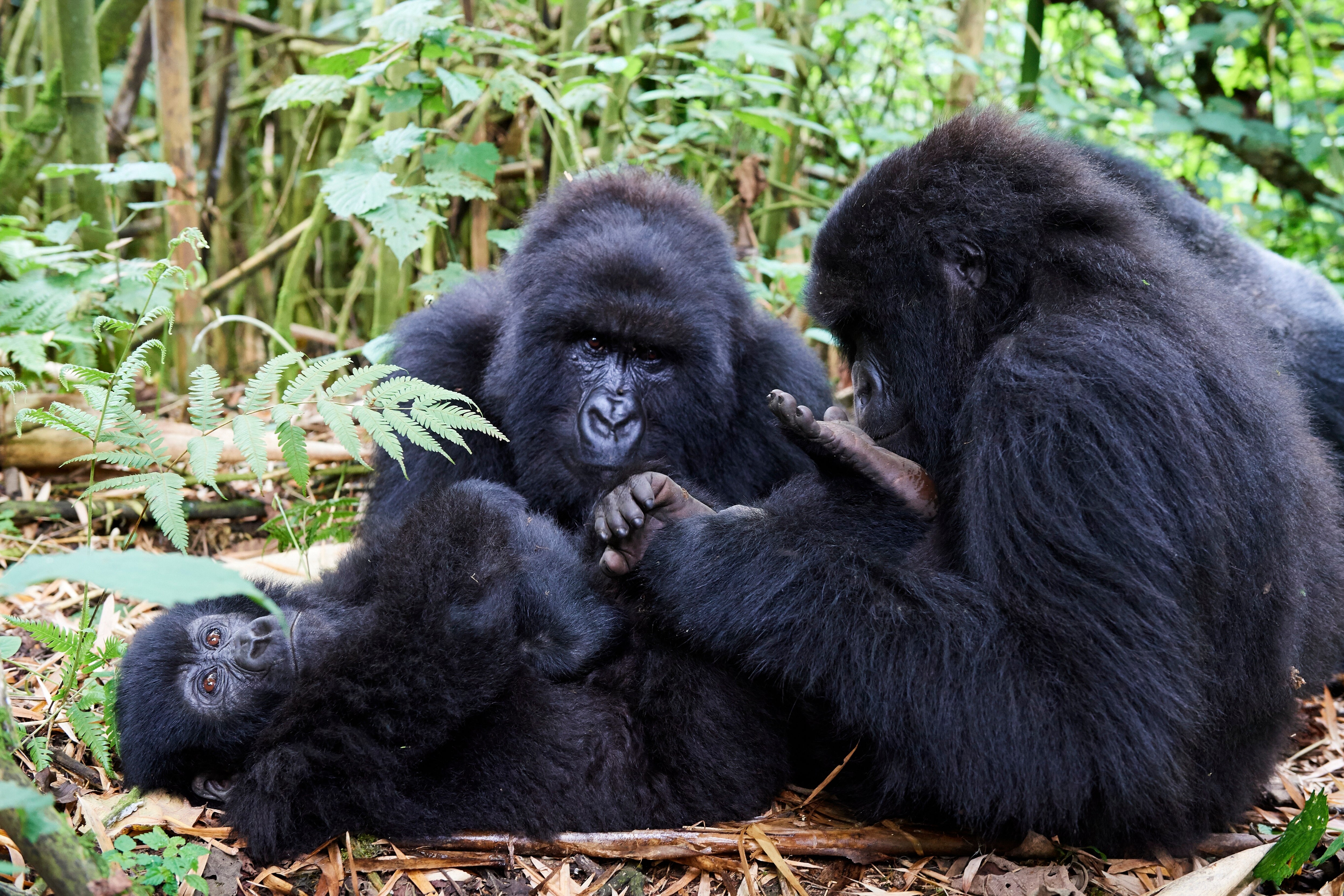 Tierschützer - Rückzug von Rebellen im Kongo bedroht Gorillas