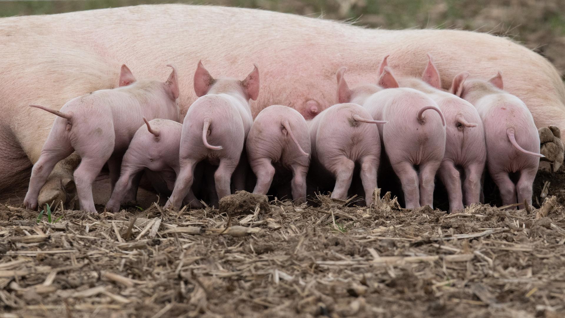Ferkel drängeln sich an den Zitzen ihrer Mutter in einem Freilandgehege bei Jössen in Ostwestfalen. Ferkel drängeln sich an den Zitzen ihrer Mutter in einem Freilandgehege bei Jössen in Ostwestfalen.