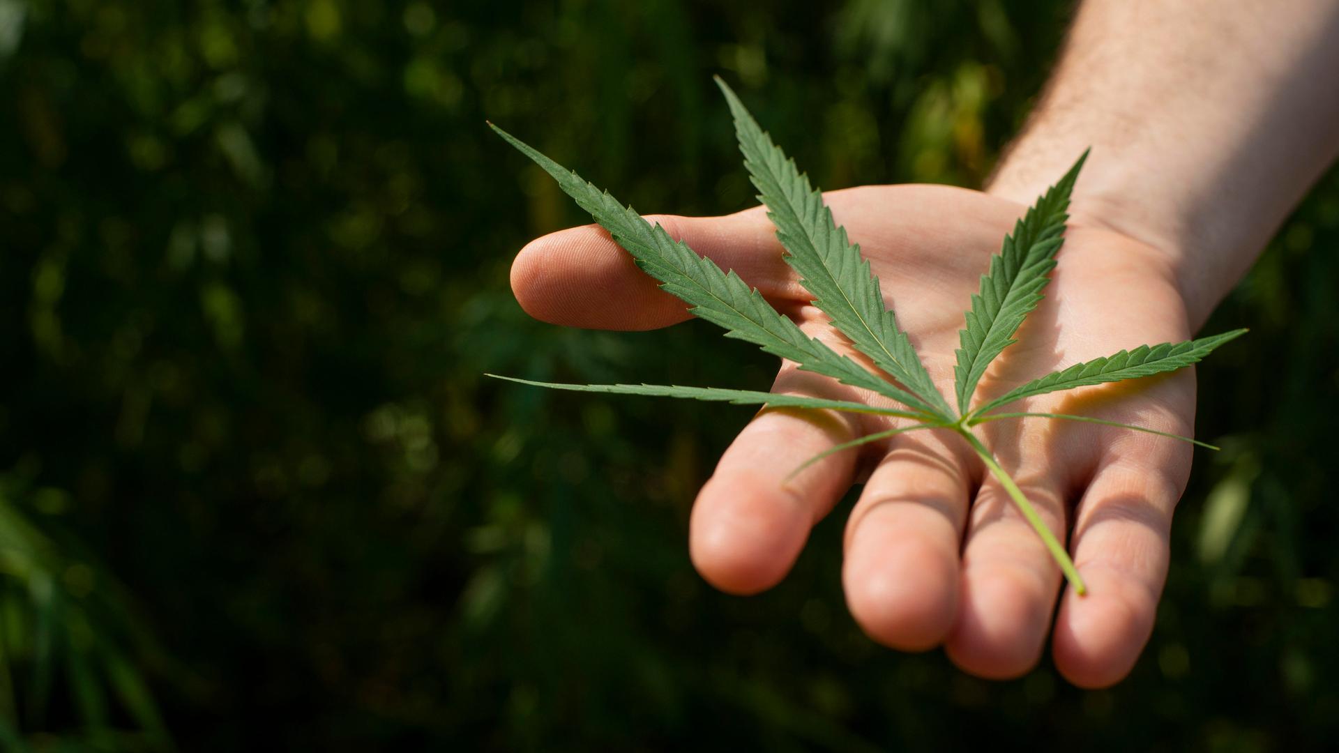 Das Blatt einer Cannabispflanze, gehalten von einer Hand. 