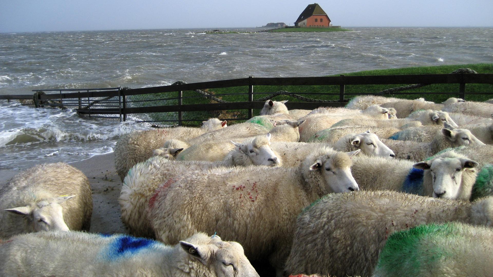 Insel Pellworm: Schafe werden aufgrund einer Sturmflut in Sicherheit gebracht. Insel Pellworm: Schafe werden aufgrund einer Sturmflut in Sicherheit gebracht.
