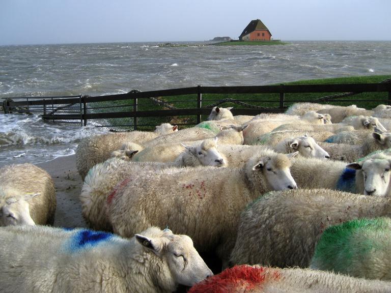 Insel Pellworm: Schafe werden aufgrund einer Sturmflut in Sicherheit gebracht.