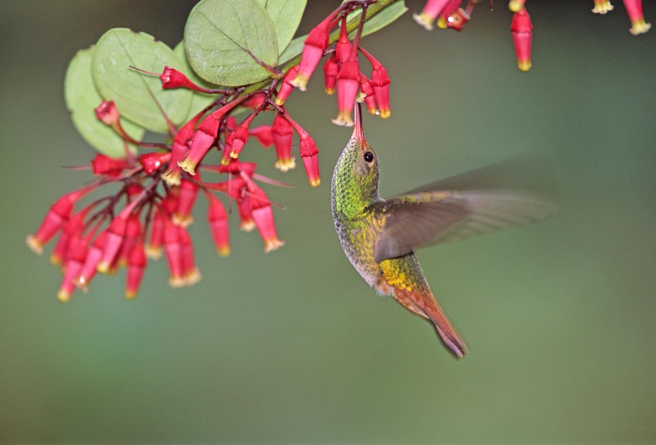 Kolibri und Pflanze im pazifischen Nebelwald, Los Cedros, in Ecuador Kolibri und Pflanze im pazifischen Nebelwald, Los Cedros, in Ecuador