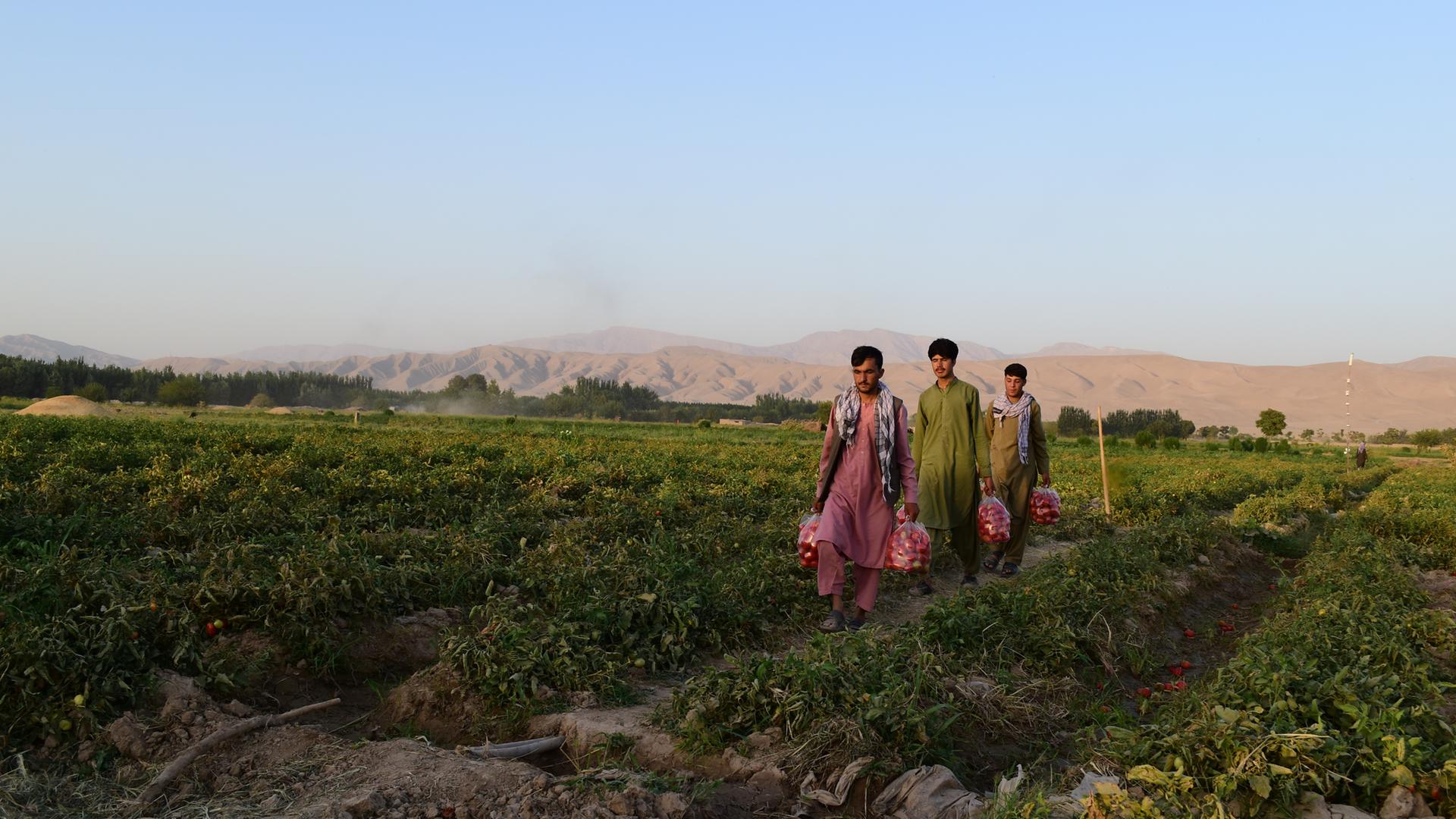 Drei Männer laufen in Afghanistan über ein Feld, auf dem sie ernten. Sie tragen Plastiksäcke mit Tomaten. Im Hintergrund sind Berge zu sehen. Drei Männer laufen in Afghanistan über ein Feld, auf dem sie ernten. Sie tragen Plastiksäcke mit Tomaten. Im Hintergrund sind Berge zu sehen.