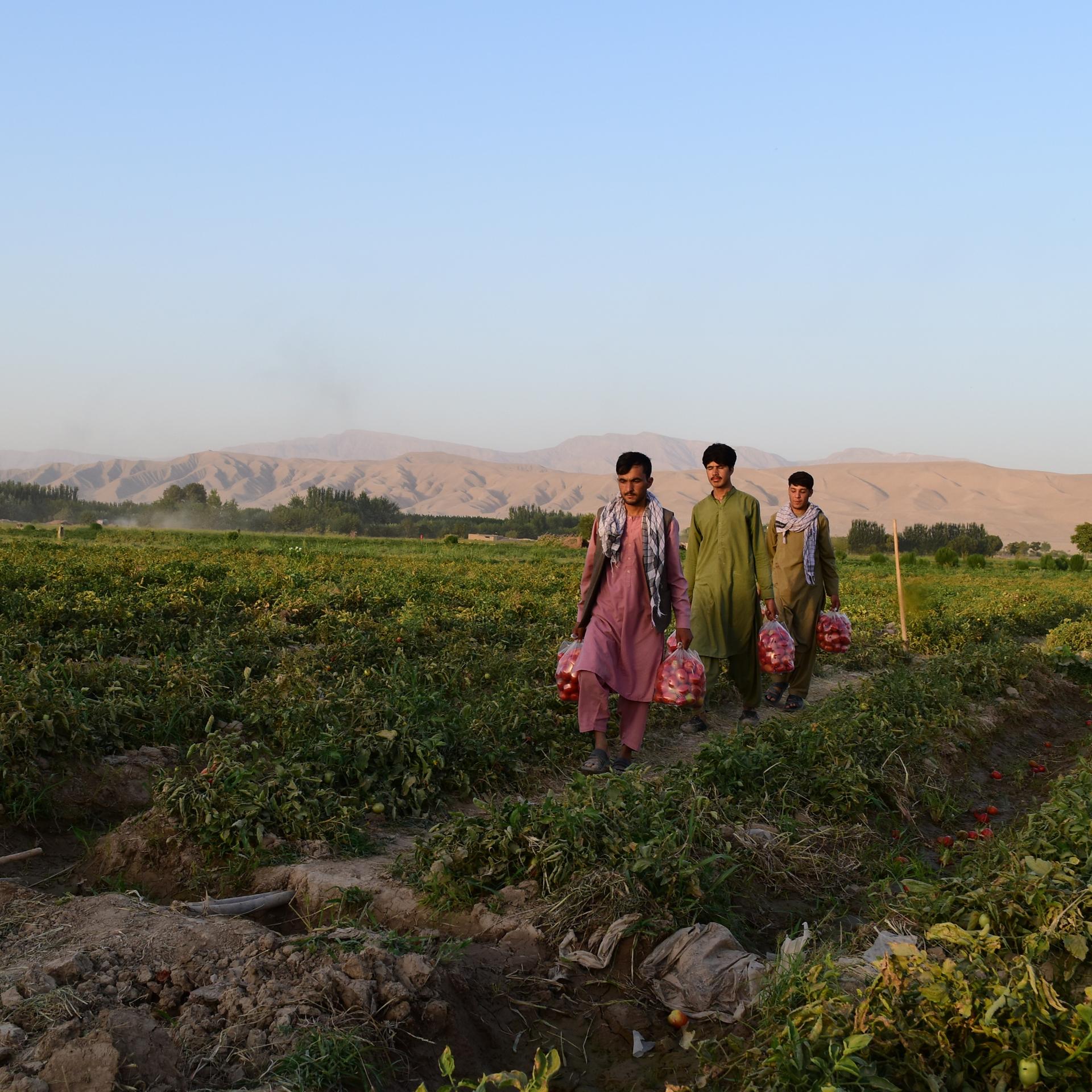 Roger Willemsens „Afghanische Reise“ als Hörbuch – Erkundungen in einem faszinierenden Land
