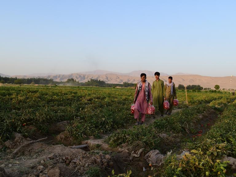 Drei Männer laufen in Afghanistan über ein Feld, auf dem sie ernten. Sie tragen Plastiksäcke mit Tomaten. Im Hintergrund sind Berge zu sehen.