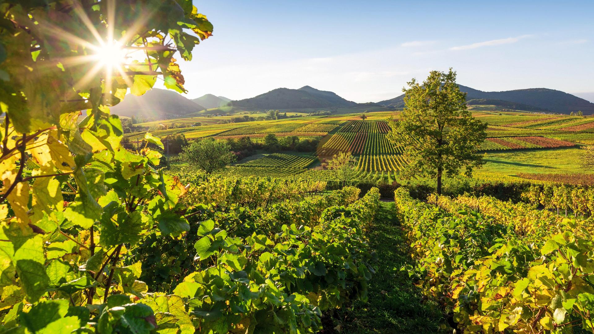 Blick über einen Weinberg in der Pfalz. Blick über einen Weinberg in der Pfalz.