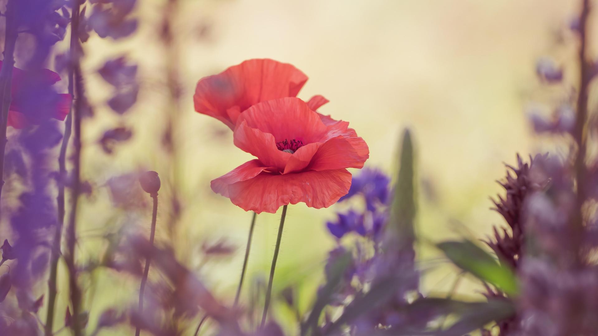 Blumen wie Mohn und Rittersporn blühen. Blumen wie Mohn und Rittersporn blühen.