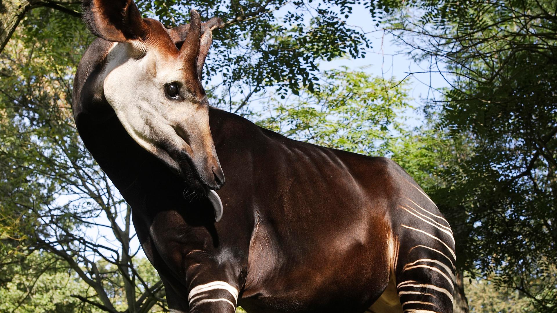 Okapi, Waldgiraffe, in einem Außengehege im Zoo in Kopenhagen. Okapi, Waldgiraffe, in einem Außengehege im Zoo in Kopenhagen.