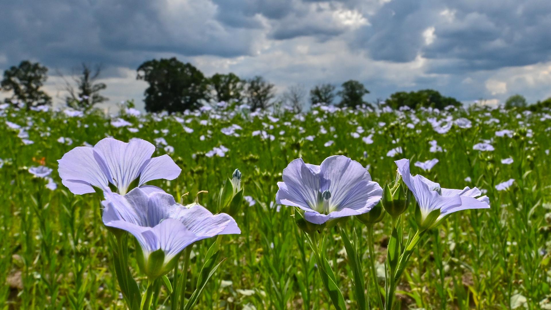Flachs blüht auf einem Feld nahe dem Spreewald. Flachs blüht auf einem Feld nahe dem Spreewald.