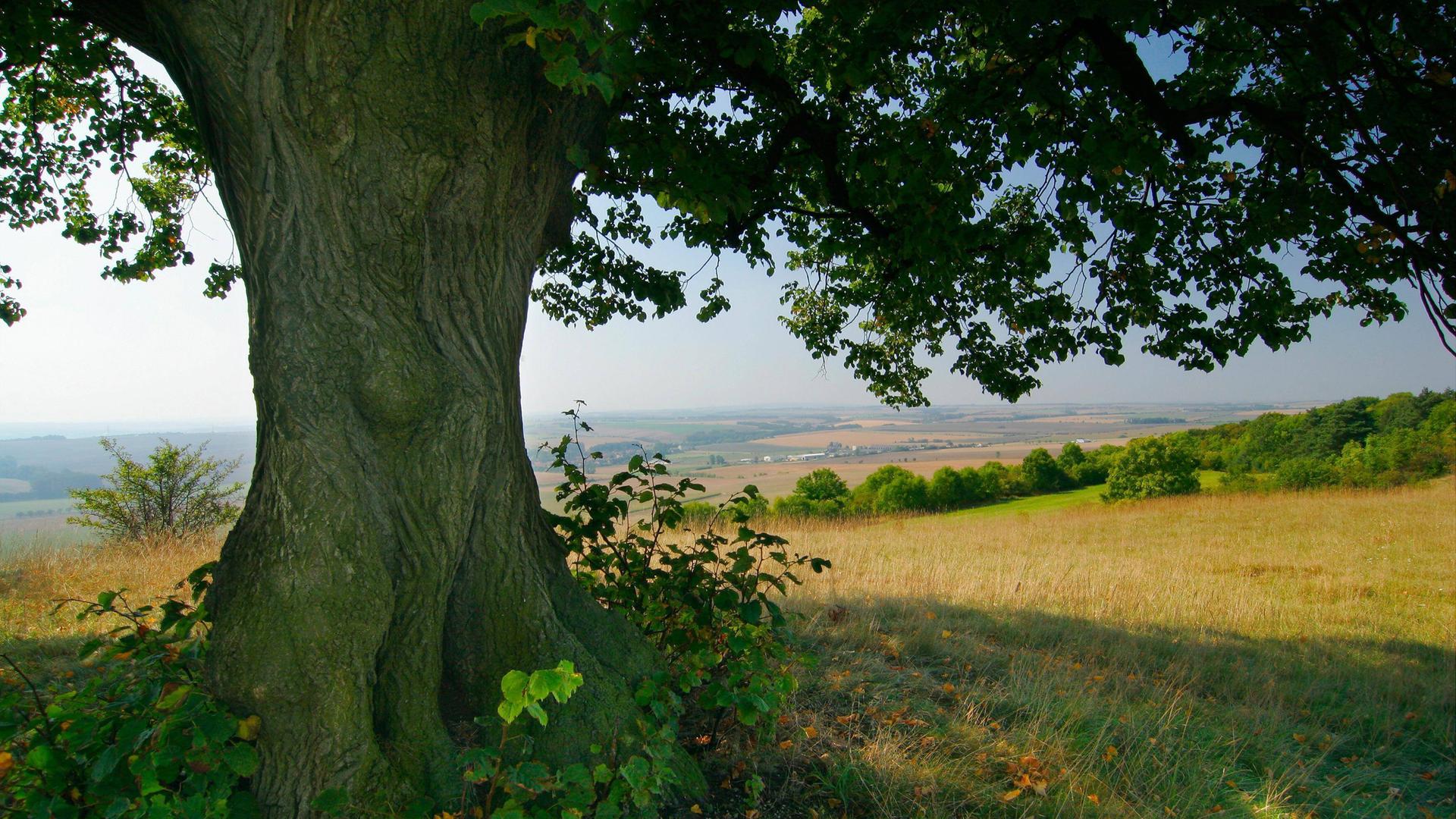 Eine große Linde. Aussicht ins Thüringer Becken bei Auerstedt. "Napoleonslinden auf dem Schlachtfeld von Auerstedt 1806" Eine große Linde. Aussicht ins Thüringer Becken bei Auerstedt. "Napoleonslinden auf dem Schlachtfeld von Auerstedt 1806"