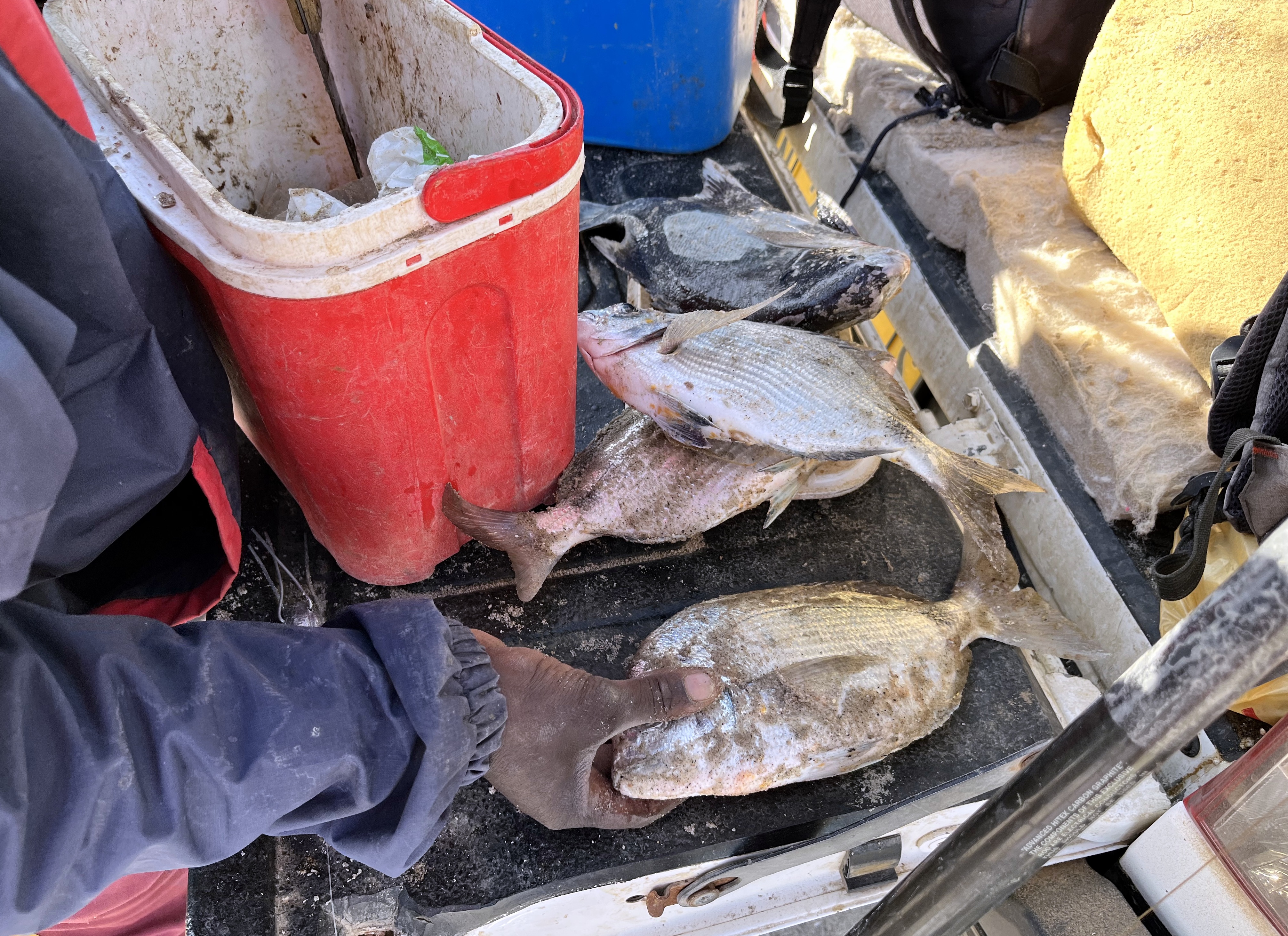 Korrupte Fischfanggeschäfte