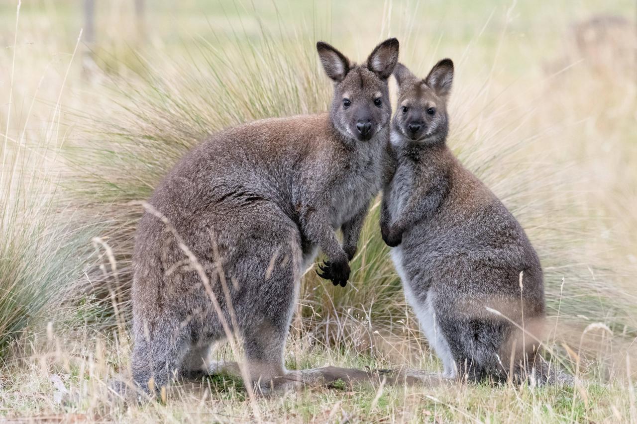 Zwei kleine Kängurus sich aneinander kuschelnd beim Fototermin im Grünen.