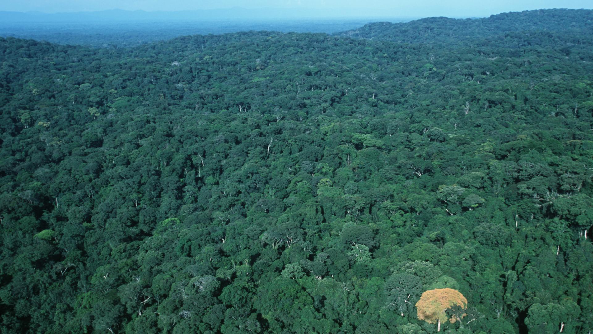 Tropischer Regenwald im Kongo-Becken, Blick auf die Baumkronen aus dem Flugzeug. . Tropischer Regenwald im Kongo-Becken, Blick auf die Baumkronen aus dem Flugzeug. .