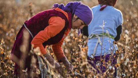 Eine Frau in Usbekistan pflügt auf einem Baumwollfeld Baumwolle.