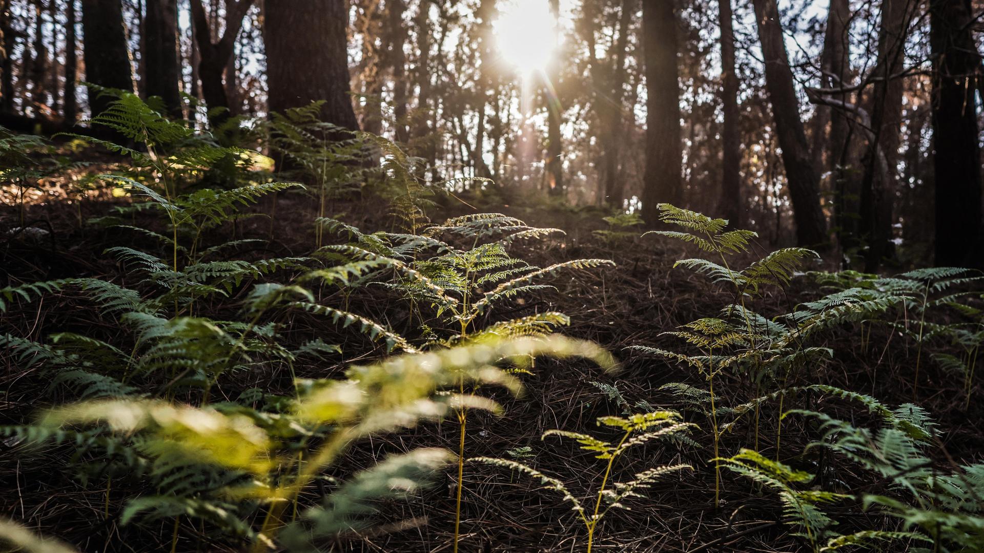 Ein nach einem Brand regenerierter Wald im Sonnenlicht, am Boden wachsen Farne.