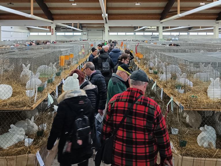 Besucherinnen und Besucher zwängen sich durch einen engen Gang an den Käfigen mit ausgestellten Kaninchen vorbei.