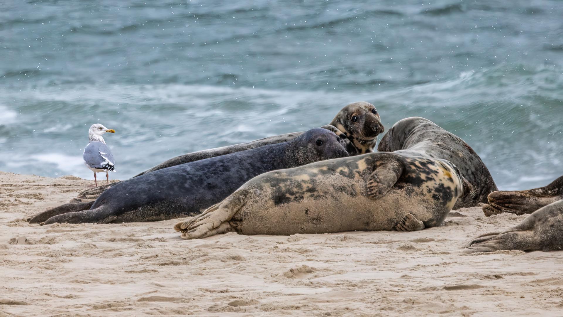 Eine Heringsmöwe und Kegelrobben auf Monomoy Island in den USA. Eine Heringsmöwe und Kegelrobben auf Monomoy Island in den USA.