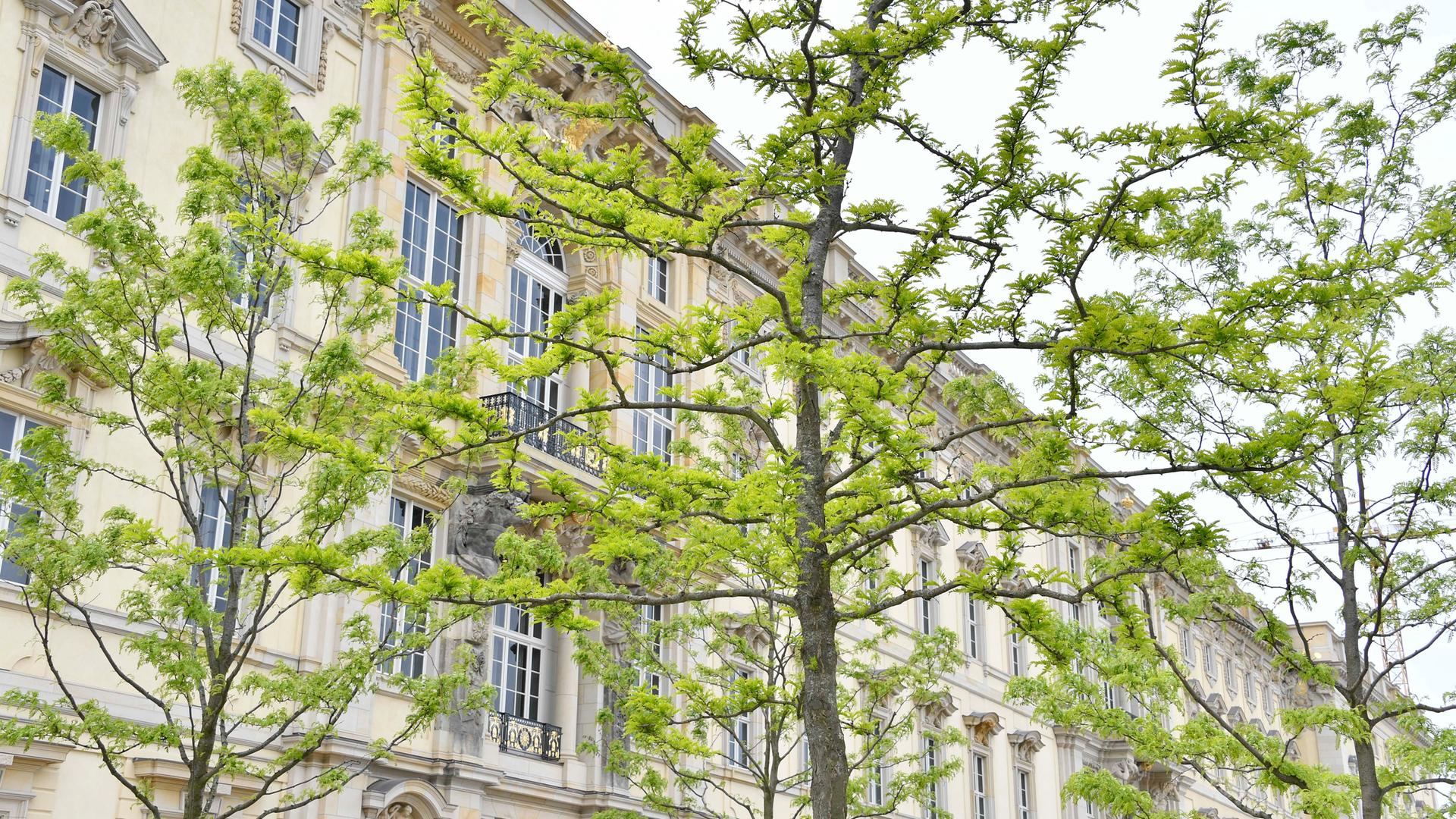 Amerikanische Gleditschien vor dem Humboldt Forum in Berlin Amerikanische Gleditschien vor dem Humboldt Forum in Berlin